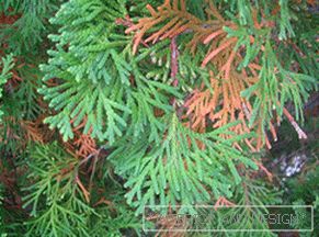 What diseases affect thuja