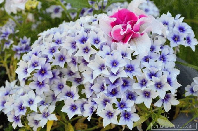 Blue-White and Pink Drummond Phlox