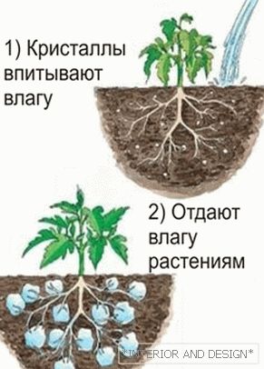 Growing potatoes in pots using hydrogel.