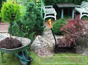How to transplant thuja.
