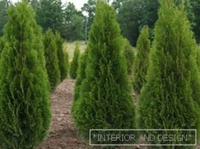 The adult plant of a thuja needs to be transplanted especially carefully.