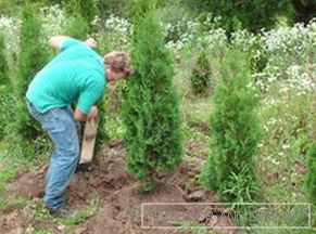 Transplant plants correctly: how to handle thuja.