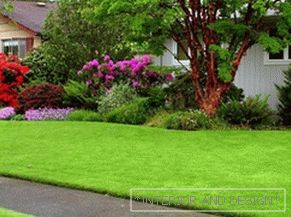 Advice of experts on how to ensure a good and beautiful view of the lawn