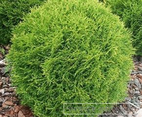 Round thuja in the garden - picture of a plant