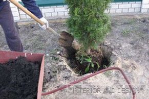 Planting thuja is simple, the main thing is to dig a hole correctly and add fertilizer.