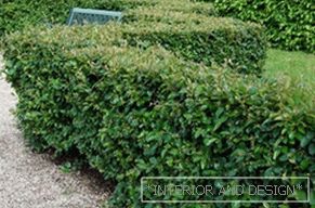 Thorny shrubs for hedges