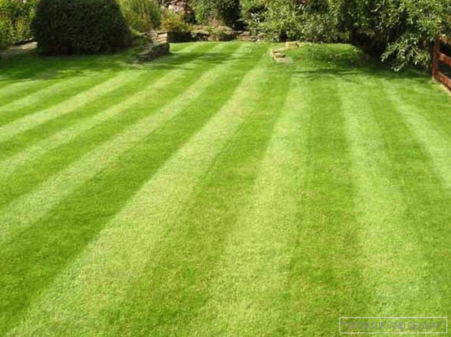 How to plant a lawn with their own hands 8
