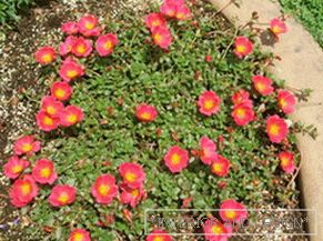 Portulaca flowers - decoration of any flower bed