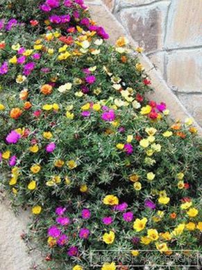 Portulaca varieties