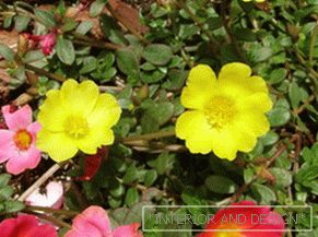 Portulaca flowers - decoration of any flower bed