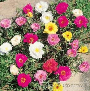 How to decorate a flower bed