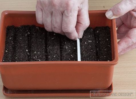 Capacity for germinating marigold seeds
