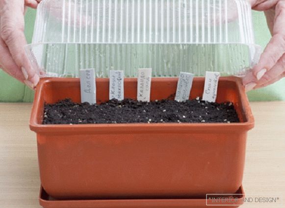 Home greenhouse for marigold seed germination