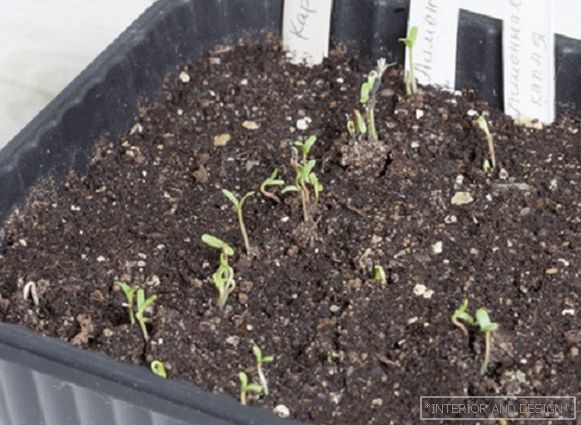 Marigold sprouts