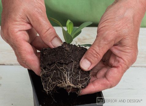 Eustoma seedlings in hands