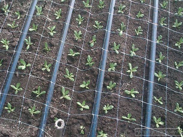 Seedlings of eustoma in open ground