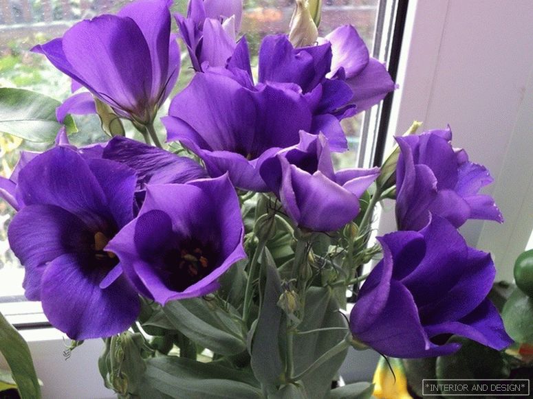 Purple eustoma on the windowsill