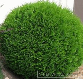 How to cutting thuja