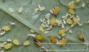 Aphid - photos of insects on a leaf of cucumber