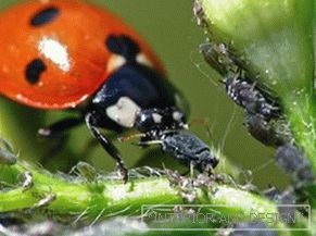 Fighting aphids is very important for harvest.