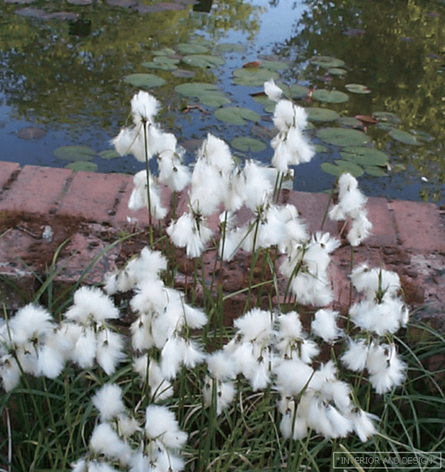 Cotton grass by the pond