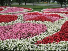 Multicolored flower bed