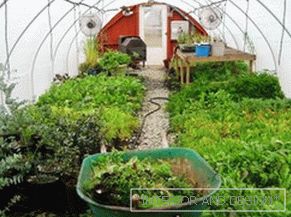 What to plant in the winter in the greenhouse