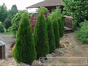 How to care for a pyramid thuja
